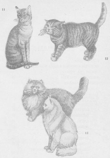 Читать книгу Кошки автор: Владимир Николаевич Андреев