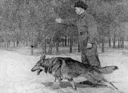 Читать книгу Собаковод-любитель автор: Владимир Иванович Бочаров, Н. М. Иньков, Ю. И. Шар