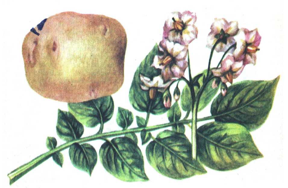 Читать книгу Ранний картофель автор: Борис Анатольевич Писарев