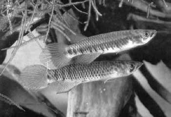 Читать книгу Сезонные рыбы автор: Г. А. Мамонов