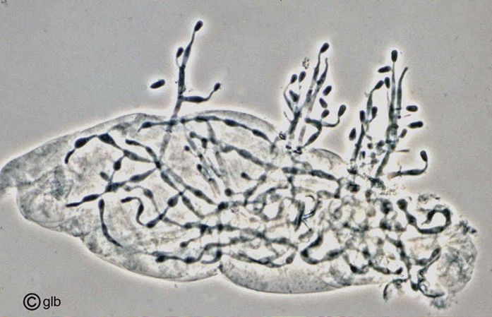 Читать книгу Доказательства эволюции автор: Кирилл Юрьевич Еськов, Андрей Юрьевич Журавлёв, Александр Владимирович Марков, Петр Николаевич Петров