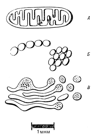 Читать книгу Биология в новом свете автор: Роланд  Глазер