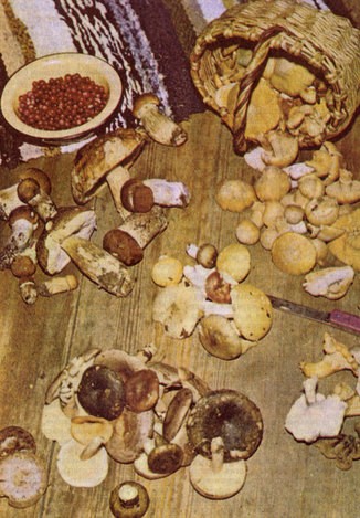 Читать книгу Всё о грибах автор: М В Горленко, Л В Гарибова, И И Сидорова