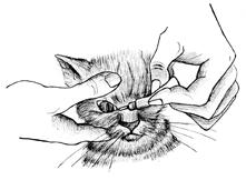 Читать книгу Ваш котенок автор: Ирина Олеговна Иофина