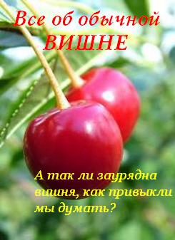 Читать книгу Все об обычной вишне автор: Иван  Дубровин