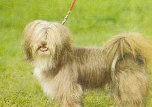 Читать книгу Атлас пород собак автор: Диана  Найманова, Зденек  Гумпал