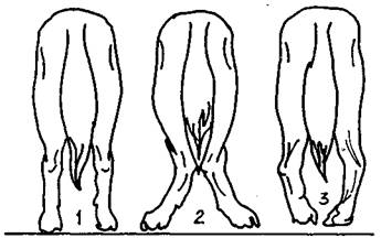 Читать книгу Хочу собаку. Советы начинающему собаководу-любителю (Сборник) автор: В. Г. Шестаков