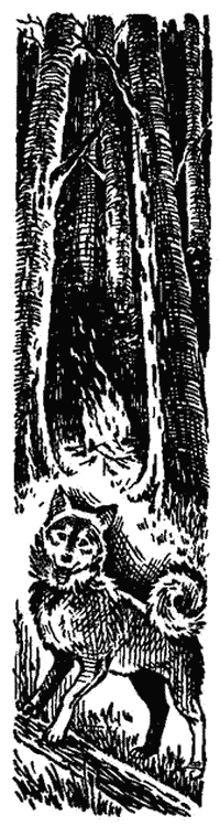 Читать книгу Ночь в тайге автор: Владимир  Арсеньев